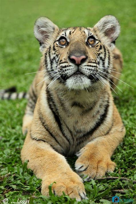 Tiger Pictures Cute Animal Pictures Beautiful Cats Animals Beautiful