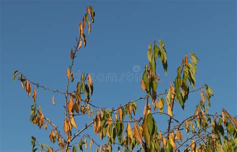 Cherry Tree With Yellowing Leaves Autumn Blue Sky Background Stock