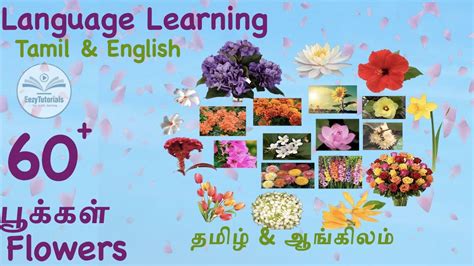 Flowers Images With Names In Tamil Best Flower Site