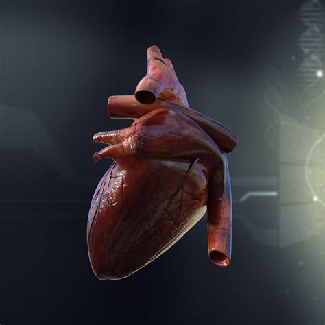 Human Heart Anatomy 3d Model Max Obj 3ds Fbx C4d Lwo Lw Lws