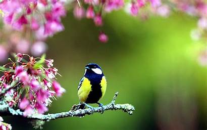 Spring Flowers Background Birds Pc Wallpapers Backgrounds
