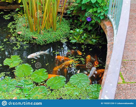 Carps In A Small Pond In The Garden Stock Photo Image Of Orange