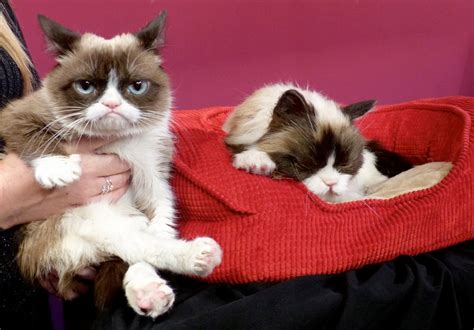 World Famous Grumpy Cat Dies New Straits Times
