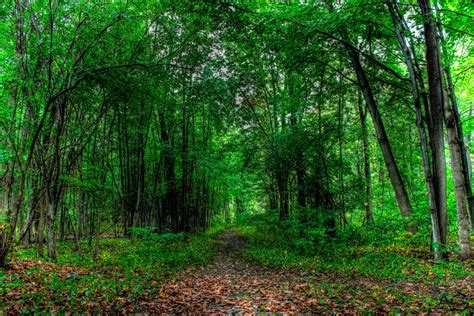 Forest Hdr 1 By Daligiger On Deviantart