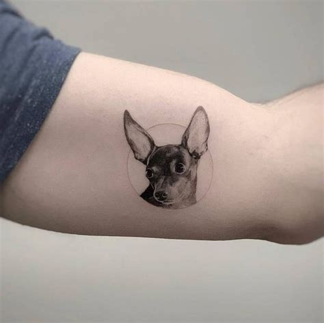 25 Ways To Put Chihuahuas On Your Body The Dogman