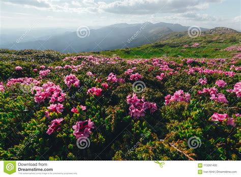 Magic Pink Rhododendron Stock Photo Image Of Beautiful 113261400