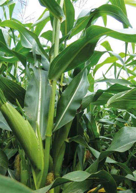 The Experts On Maize Bright Maize