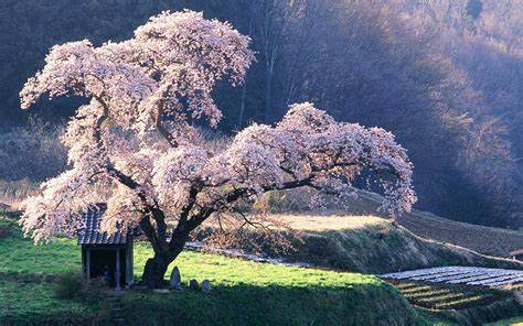 Beautiful Blossoming Tree Wallpaper Hd Free Photos