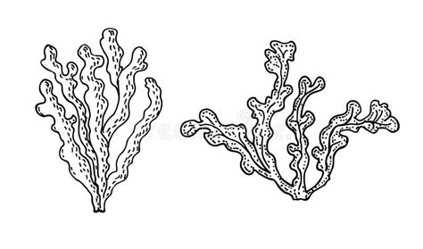 Kelp Brown Algae Vector Illustration Isolated Drawing On White