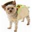 Rubies Costume Company Taco Dog Small  Chewycom