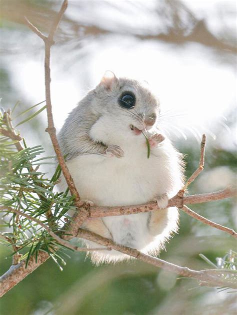 Japanese Flying Squirrel Is Possibly One Of The Cutest Animals In The World