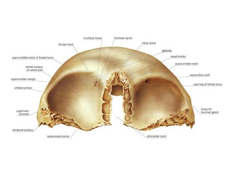 Orbital Bone Anatomy Anatomical Charts Posters