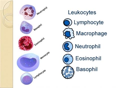 👍 Differential Leukocyte Count Procedure White Blood Cell Differential