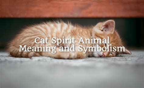 Cat Spirit Animal Meaning And Symbolism Spirit Animal Mysteries