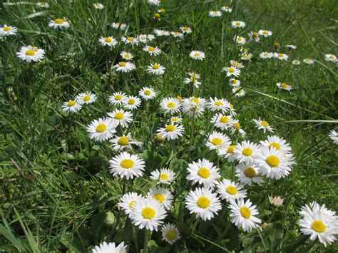 The Well Watered Garden Field Of Daisies