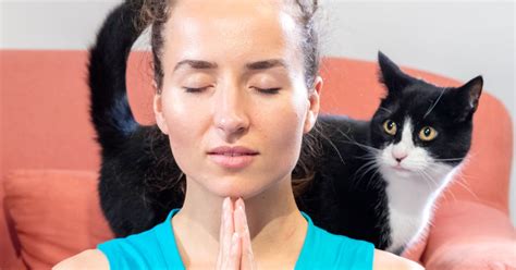 Launch Of Kitten Meditation Classes Designed To Relax And Destress