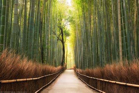 Landscape Nature Path Bamboo Trees Forest Wallpapers