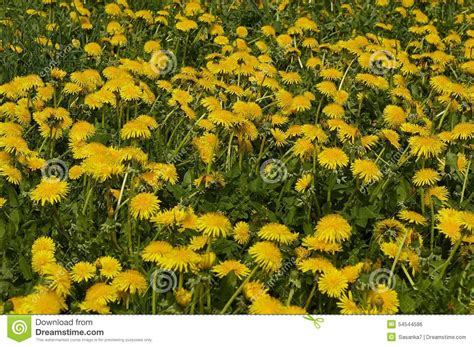 Dandelion Meadow Stock Photo Image Of Petal Season 54544586