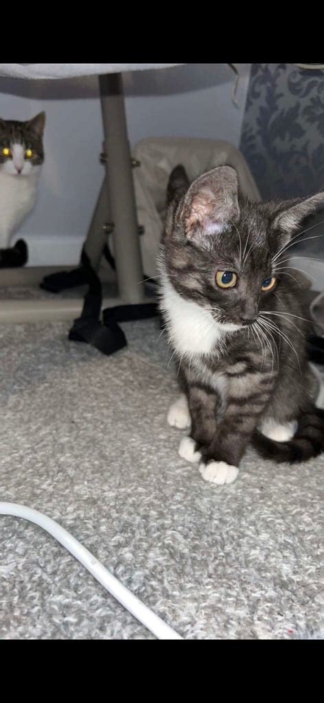 11 Week Male Tabby Kitten Genuine Buyer To Provide Forever Home In