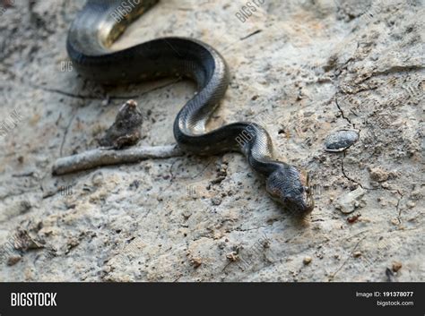 Anaconda Black Snake Image And Photo Free Trial Bigstock