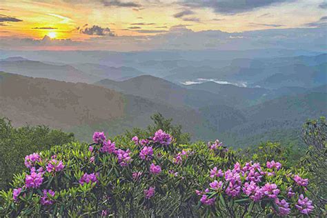 Roan Mountain Rhododendron Festival