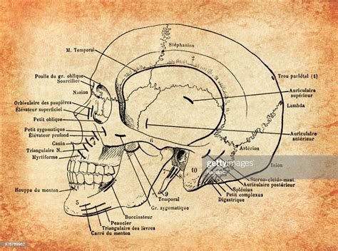 Anatomy Human Skull Vintage Engraving High Res Vector Graphic Getty