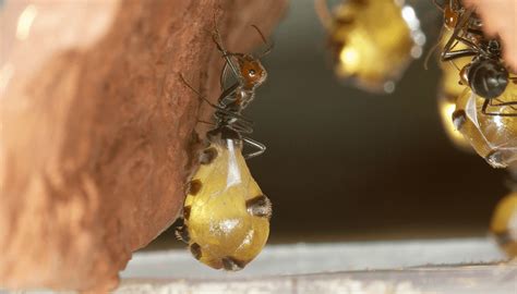 Honeypot Ant San Diego Zoo Wildlife Explorers