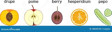 Structure Of Drupe Or Stone Fruit Peach Vector Illustration