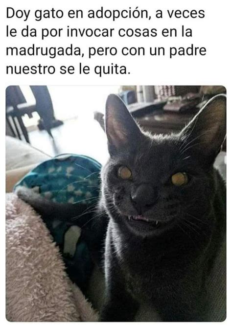 Los Mejores Memes De Gatos Memes En Español La Mejor Recopilacion De