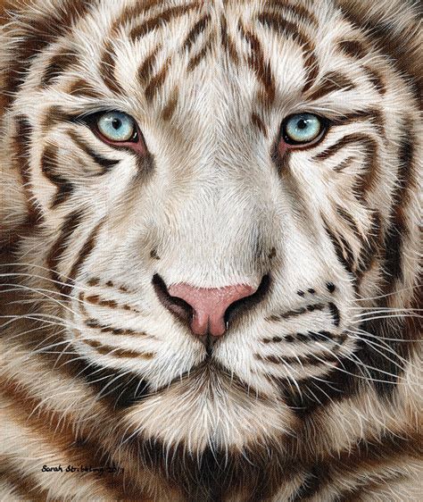 White Tiger Painting By Sarah Stribbling Fine Art America