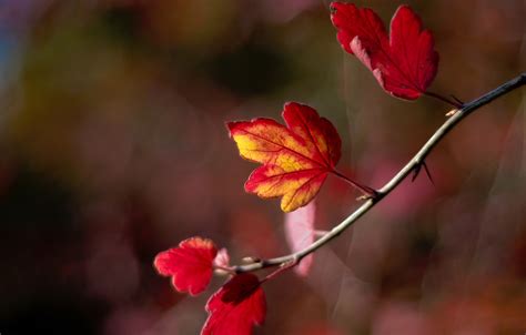Wallpaper Autumn Leaves Sprig Blur Bokeh Images For Desktop