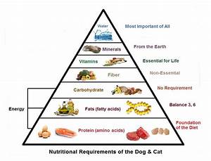 2 Basic Nutritional Needs Dr Bills Pet Nutrition