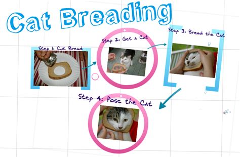 Cat Breading 101 Your Step By Step Gude Is Here Cat Bread Cat