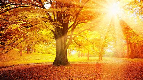 Download Wallpaper 2560x1440 Sunset Autumn Forest Yellow Leaves