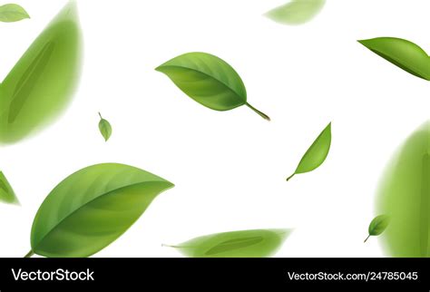 Blurred Green Leaves Flying In White Background Vector Image