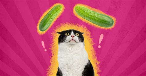 Why Are Cats Scared Of Cucumbers A Vet Explains Dodowell The Dodo