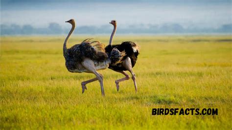 A Comprehensive Guide To Ostrich Habitats