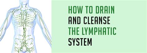 How To Drain And Cleanse The Lymphatic System Naturally