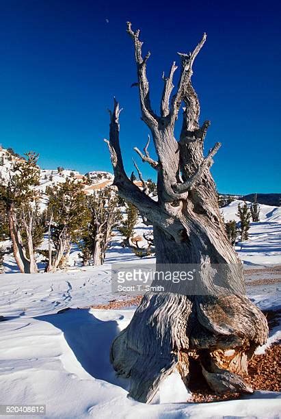 Bristlecone Pine With Winter Snow Photos Et Images De Collection
