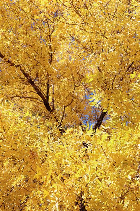 Trees With Yellow Leaves Stock Photo Dissolve