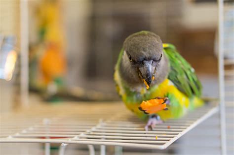 Fruits And Vegetables In Birds Diets Vca Animal Hospital