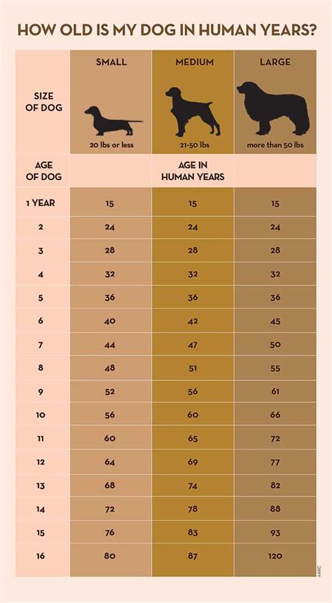Cat age in human years. Your Dog's Age In Human Years: A Conversion Chart | Dog ...