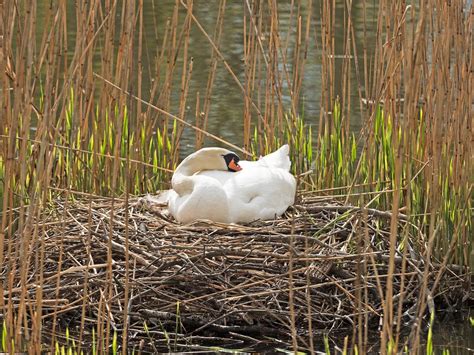 Swan Nesting Complete Guide Birdfact
