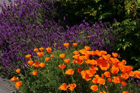 California Poppy Full Sun And Well Drained Soil Up To 18 Inches Tall