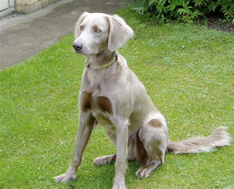 Weimaraner Dog Breed Information Pictures And More