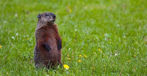 They are not as cute as punxsutawney phil and they do not just come out for one slight moment on one day during the year. Did Bill de Blasio Kill a Groundhog? | Fact Check from ...