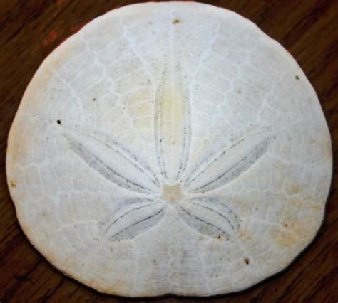 How Much Is A Sand Dollar Worth Decor Animal Projects Sand Dollar