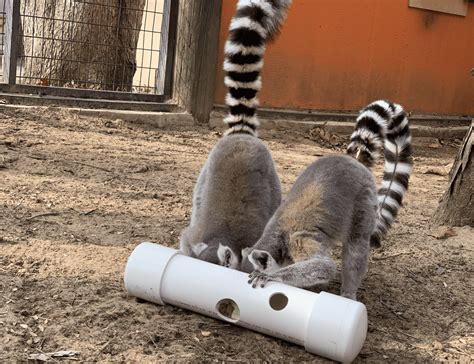 The Role Of Enrichment With Behavior Concerns The Animal Behavior Center