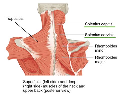 Autochthone Rückenmuskulatur — Anatomie Des Rumpfes