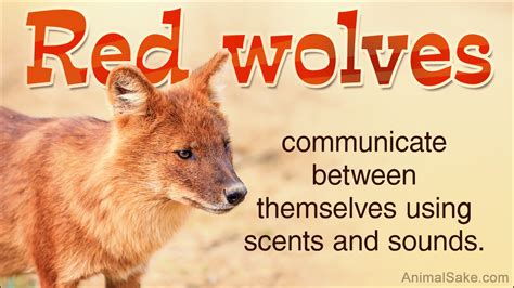 Amazing Facts About The Critically Endangered Red Wolves Animal Sake